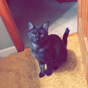 Oakley - Home to Home, Adult Male unknown