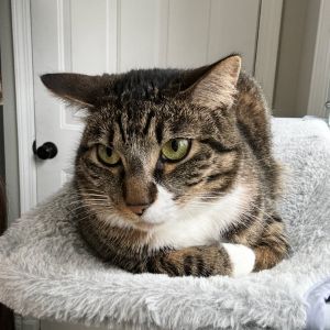Ember - Home to Home, Adult Female unknown