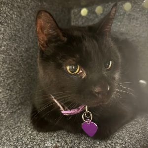Bootsy, Senior Female unknown