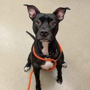 Stella, Adult Female unknown