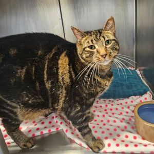 Mia, Adult Female unknown
