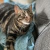 Mia - IN FOSTER photo 5
