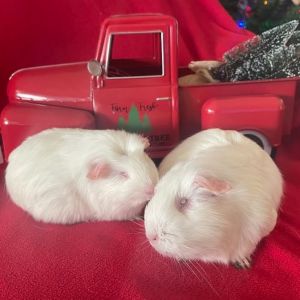 Mae Guinea Pig Small & Furry