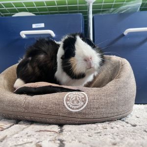 Maia Guinea Pig Small & Furry