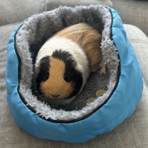 Lila Guinea Pig Small & Furry