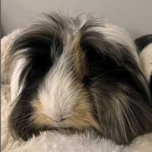 Atlas Guinea Pig Small & Furry
