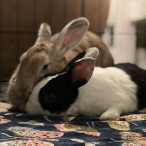 Bentley & Talia Dutch Rabbit