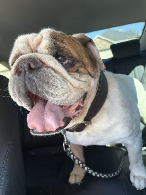 Grover T. Biscuit, Adult Male unknown