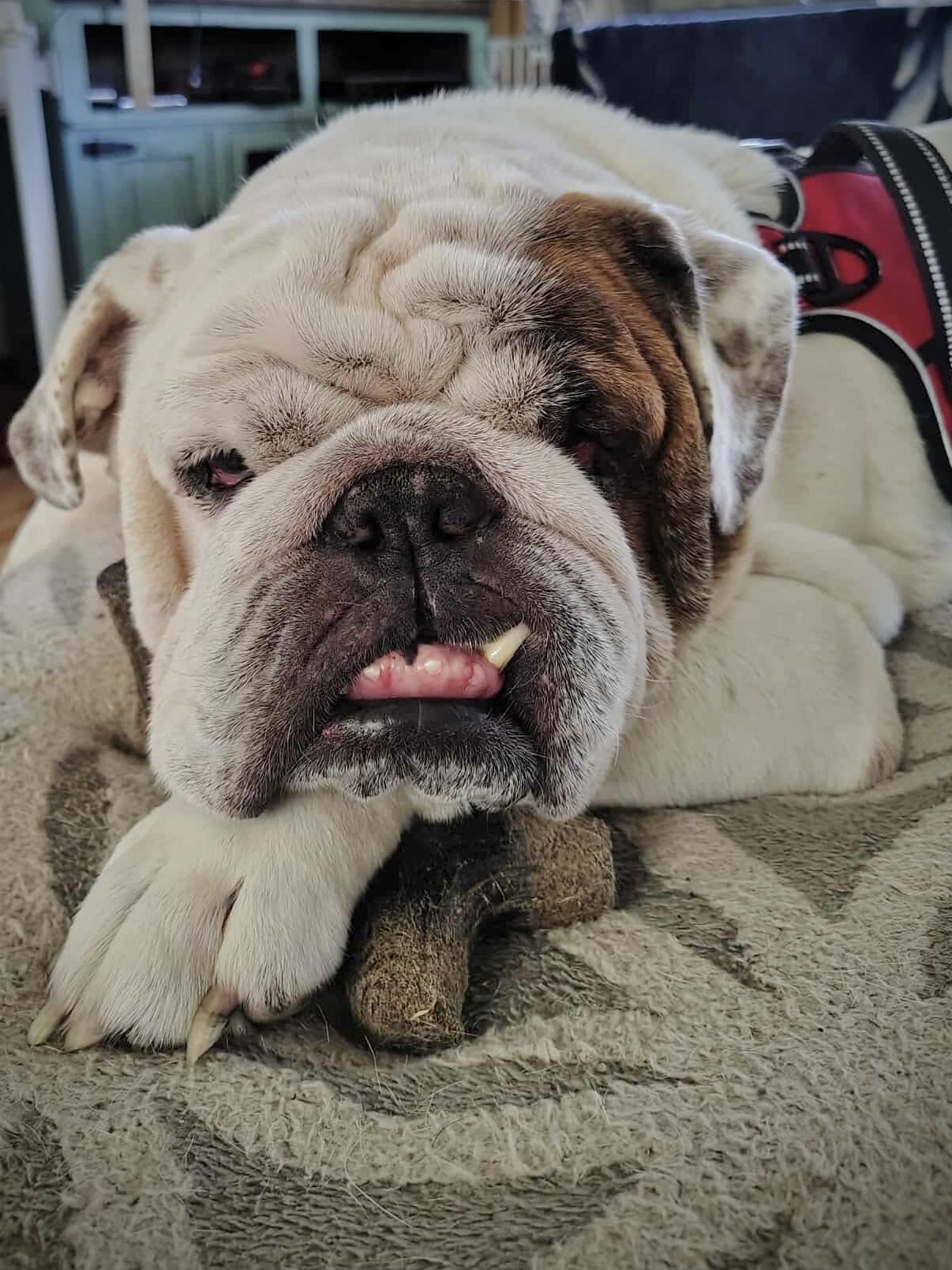 Grover T. Biscuit