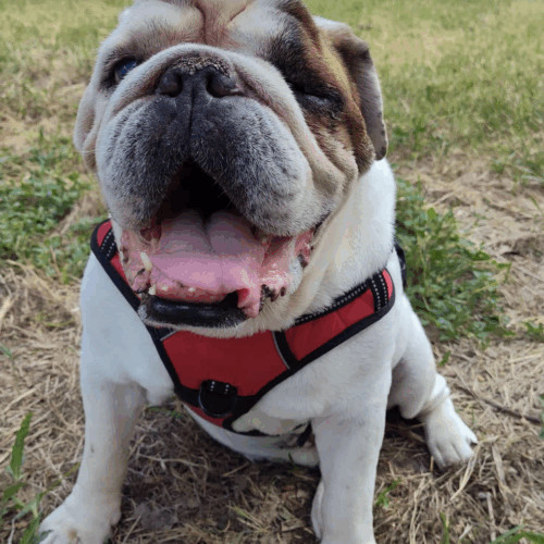 Grover T. Biscuit