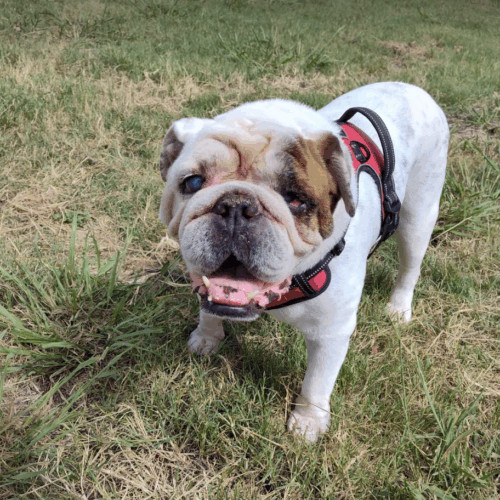 Grover T. Biscuit
