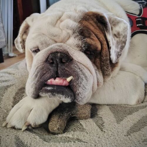 Grover T. Biscuit