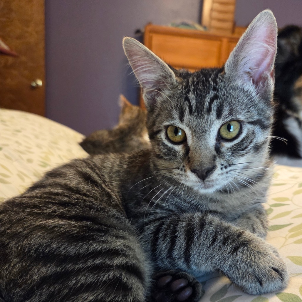 Bandit - Orange, an adoptable Domestic Short Hair in Ashland, OR, 97520 | Photo Image 1