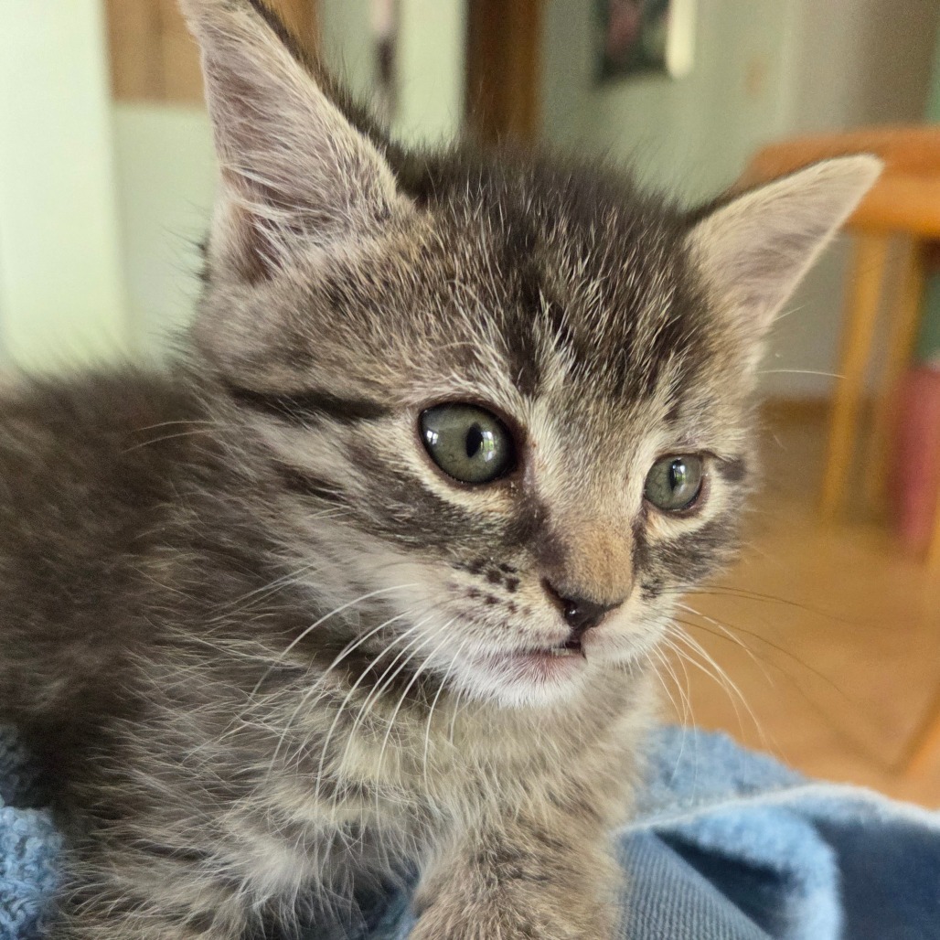 Bandit - Orange, an adoptable Domestic Short Hair in Ashland, OR, 97520 | Photo Image 3