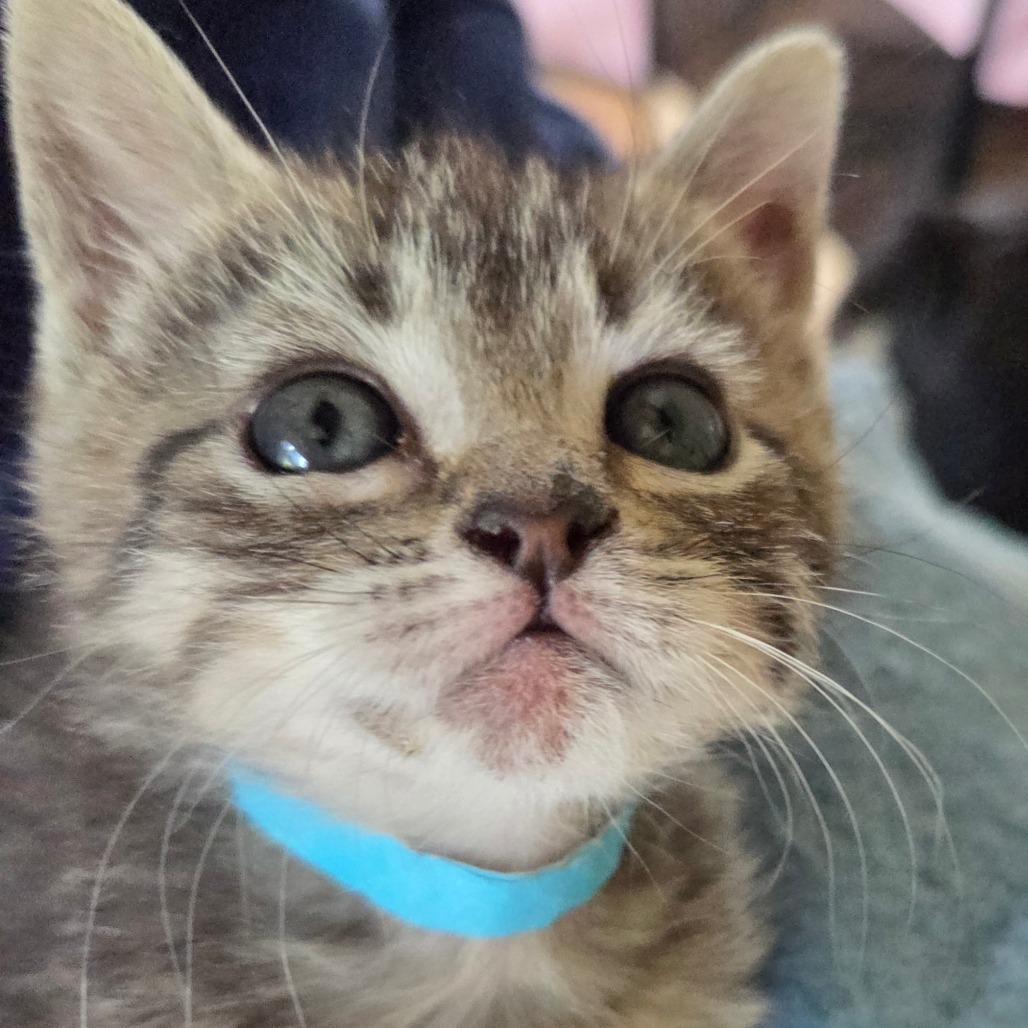 Binx- Yellow, an adoptable Domestic Short Hair in Ashland, OR, 97520 | Photo Image 3