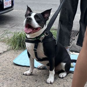 Fendy Mixed Breed Dog