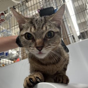 Mulan Domestic Short Hair Cat