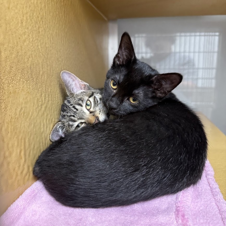 Tonchi & Ponchis - We're A Bonded Pair!
