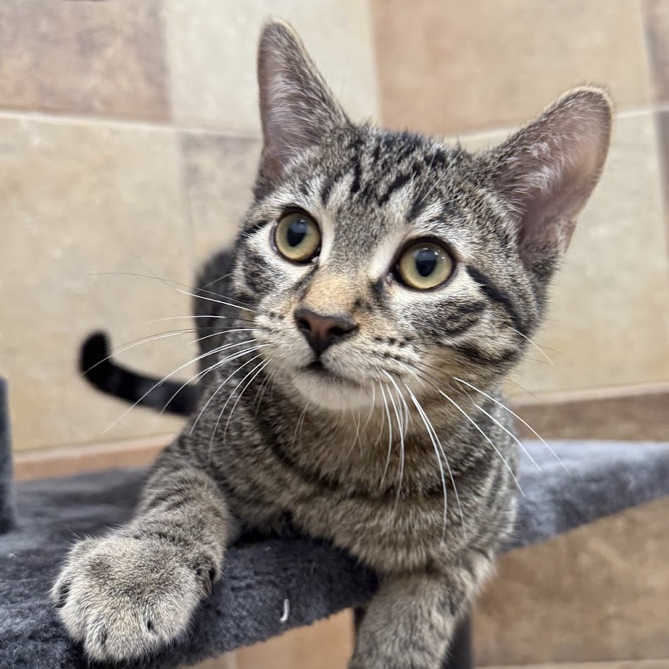 Tonchi & Ponchis - We're A Bonded Pair!