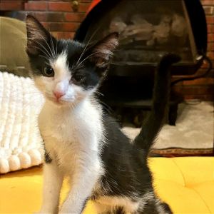 Hi there My name is Warshaw Im a loving good-natured 3-month-old kitten eager to find my forever