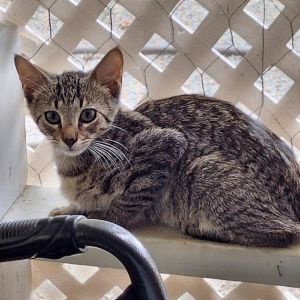 Bailey Domestic Short Hair Cat