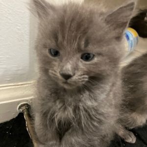 Leo Domestic Short Hair Cat