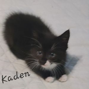 Kaden Domestic Short Hair Cat