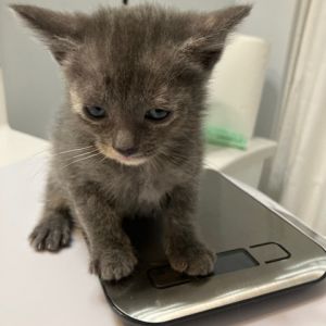 Grace Domestic Short Hair Cat