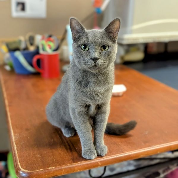 Bisque