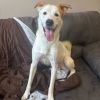 Milo photo 1