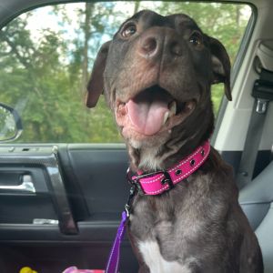 Hazel