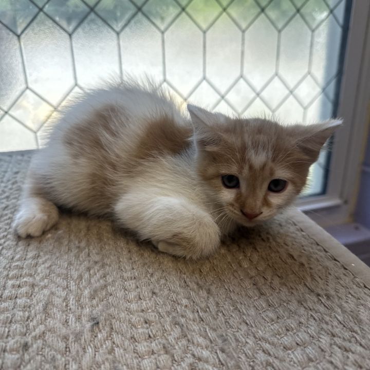 Cinnamon 2