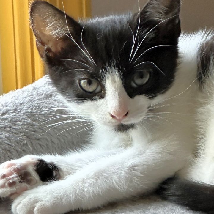 Basil 1
