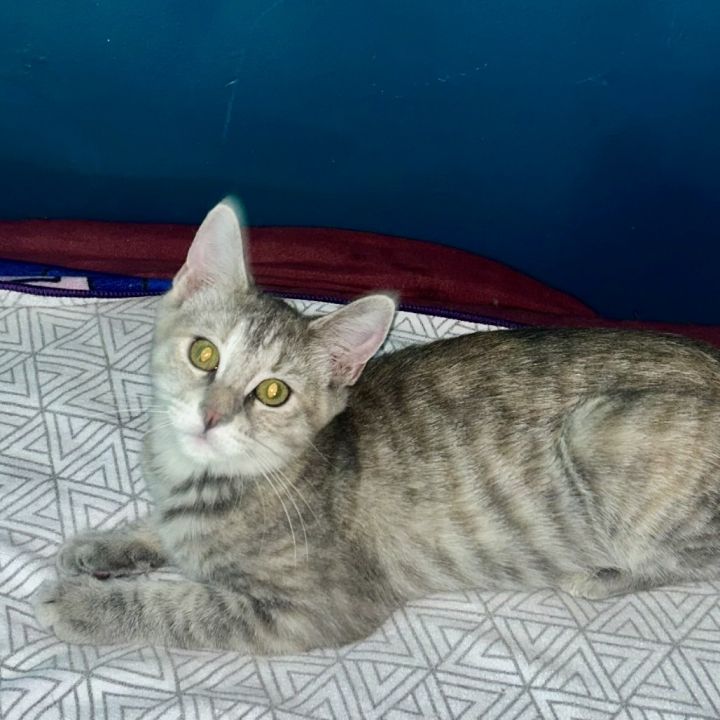 Pinky 1