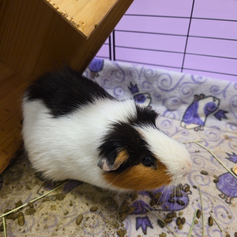 Little Snickers
