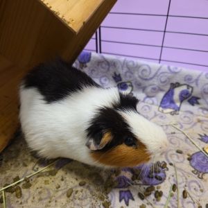 Little Snickers, Adult Female unknown
