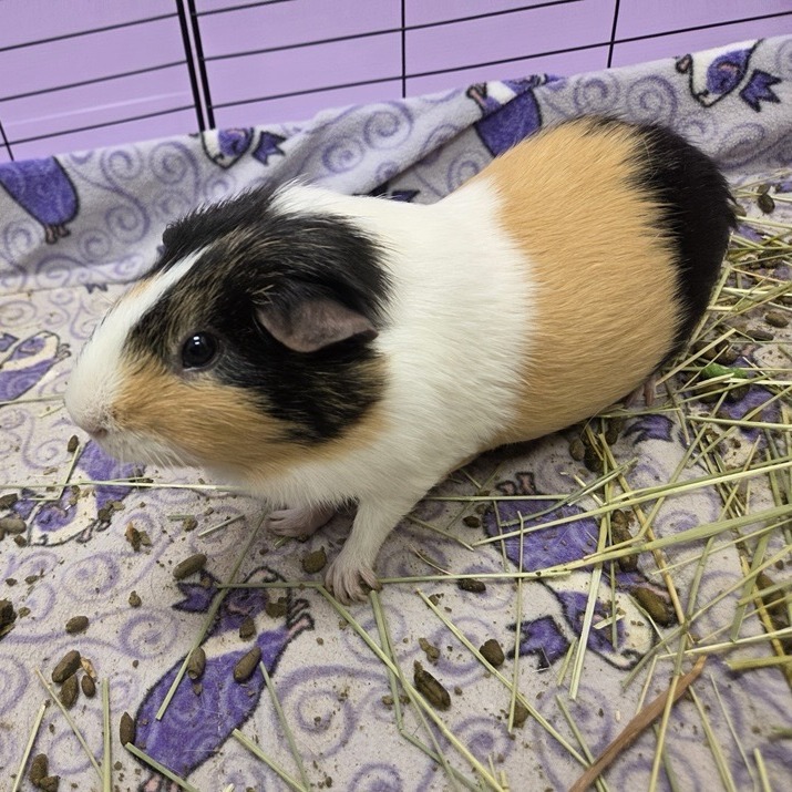 Kevin