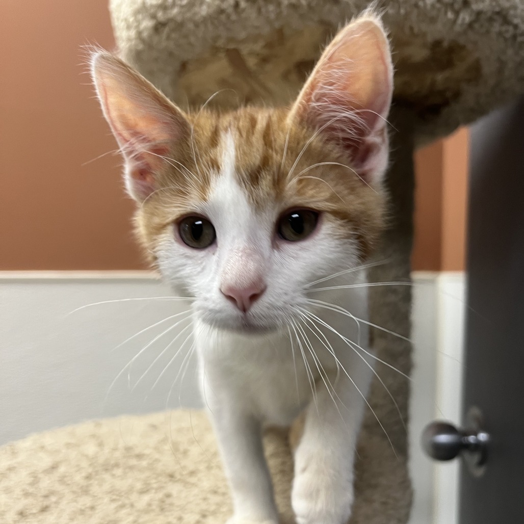 Beep, an adoptable Domestic Short Hair in Detroit Lakes, MN, 56501 | Photo Image 1