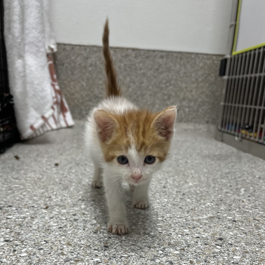 Beep, an adoptable Domestic Short Hair in Detroit Lakes, MN, 56501 | Photo Image 2