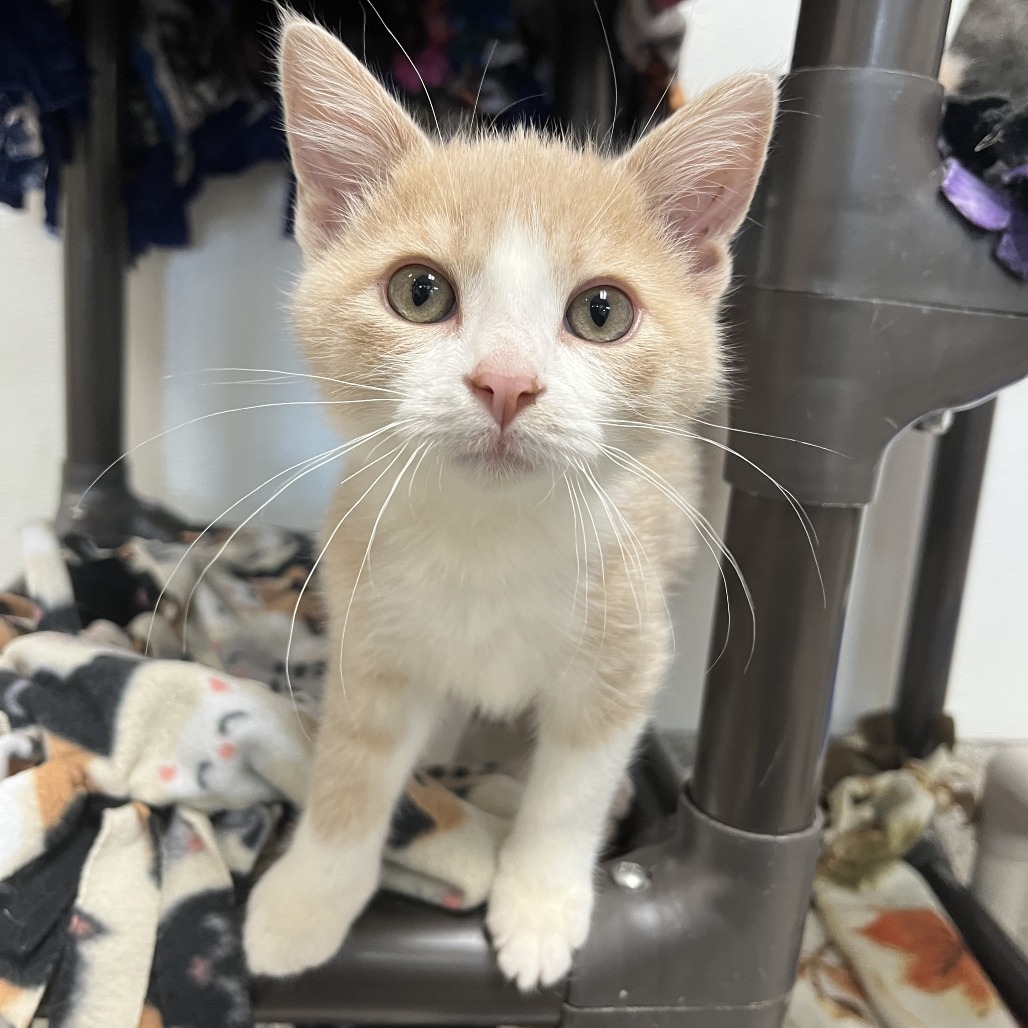 Boop, an adoptable Domestic Short Hair in Detroit Lakes, MN, 56501 | Photo Image 1
