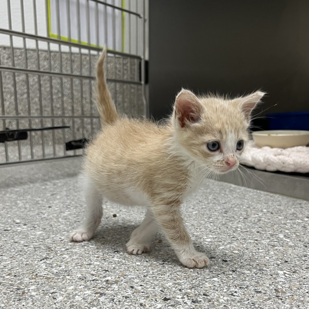 Boop, an adoptable Domestic Short Hair in Detroit Lakes, MN, 56501 | Photo Image 2