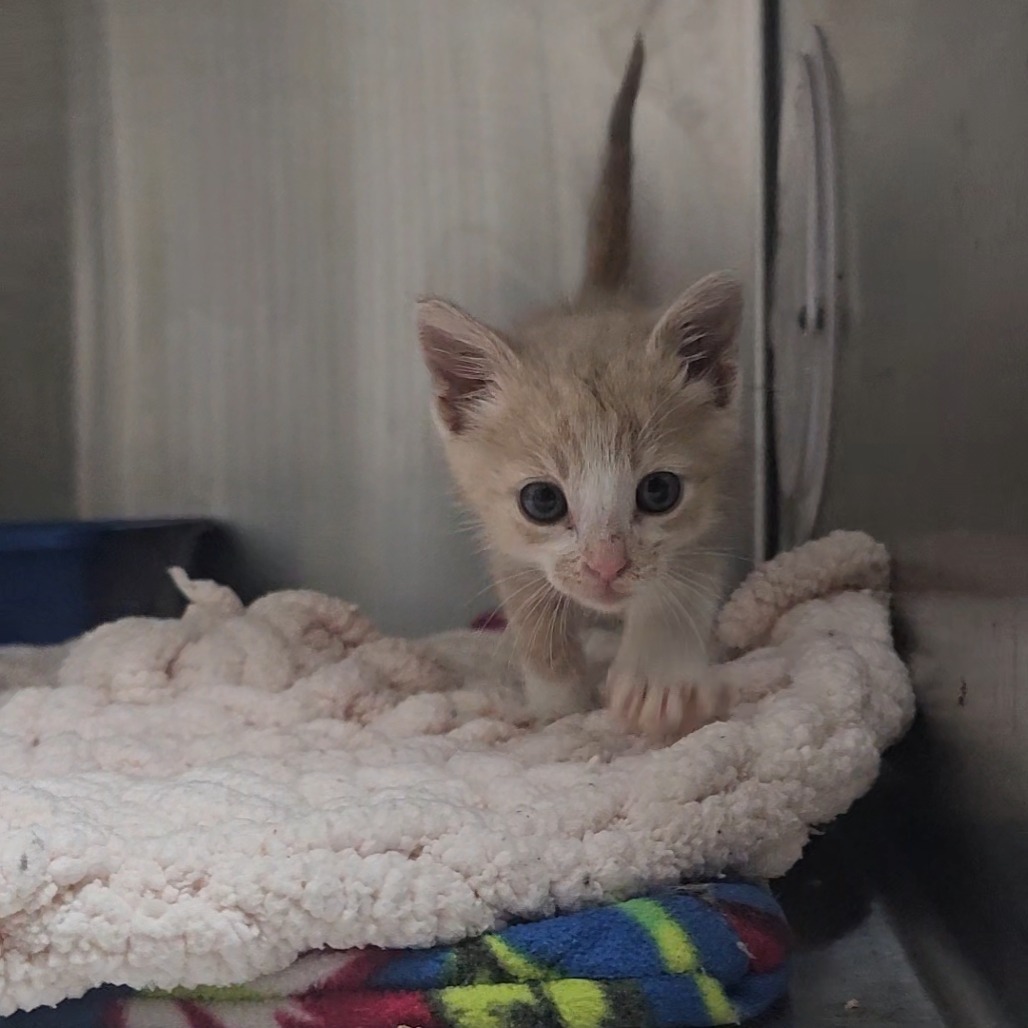 Boop, an adoptable Domestic Short Hair in Detroit Lakes, MN, 56501 | Photo Image 3