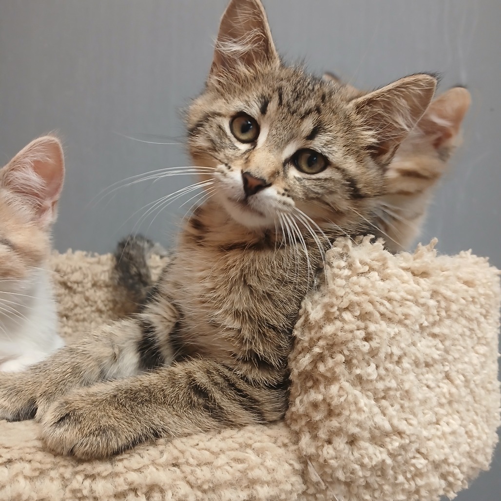 Tom, an adoptable Domestic Long Hair in Detroit Lakes, MN, 56501 | Photo Image 1