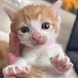 Cutie Pie