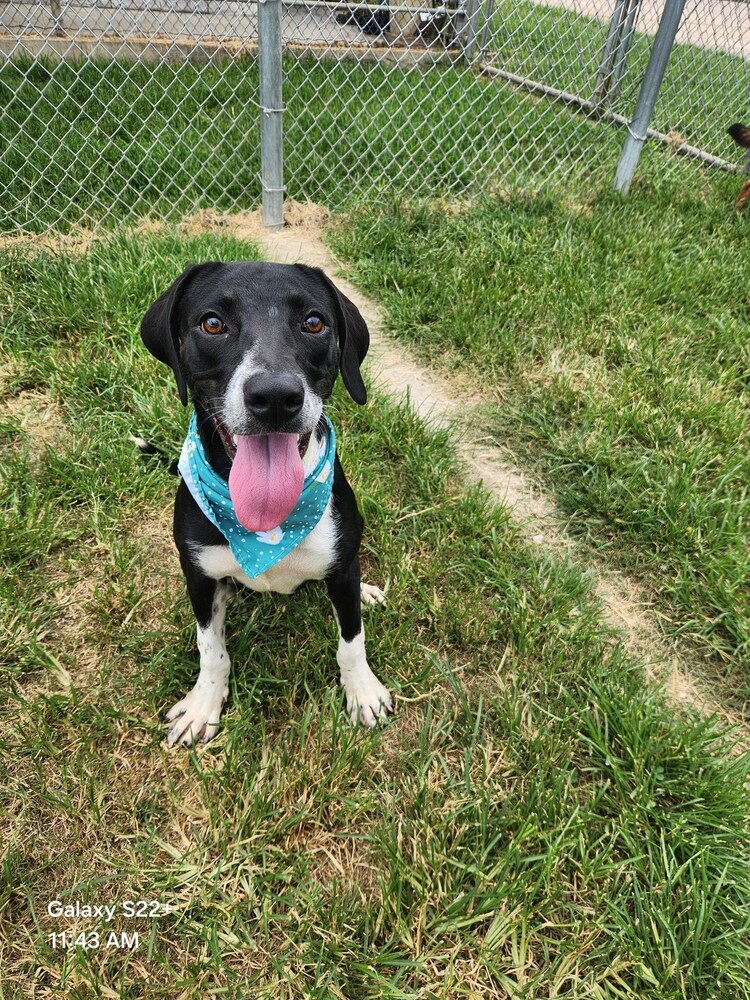 Trixie Pixie #BAC-A-138500, an adoptable Labrador Retriever in Halifax, NS, B3J 3A5 | Photo Image 1