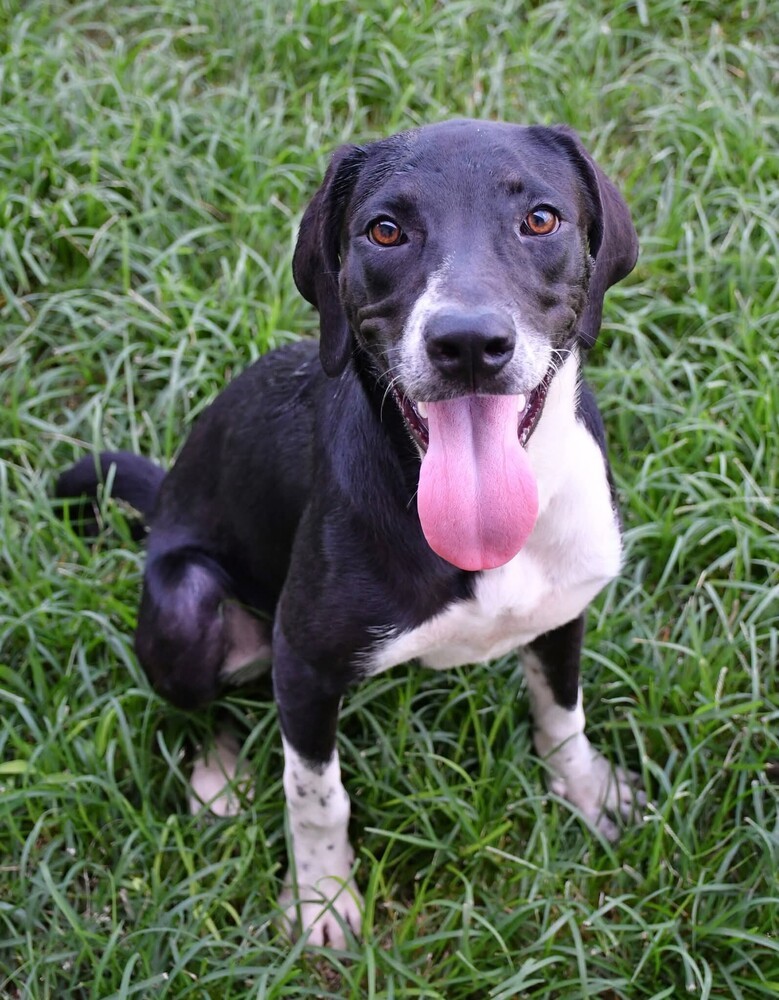 Trixie Pixie #BAC-A-138500, an adoptable Labrador Retriever in Halifax, NS, B3J 3A5 | Photo Image 2