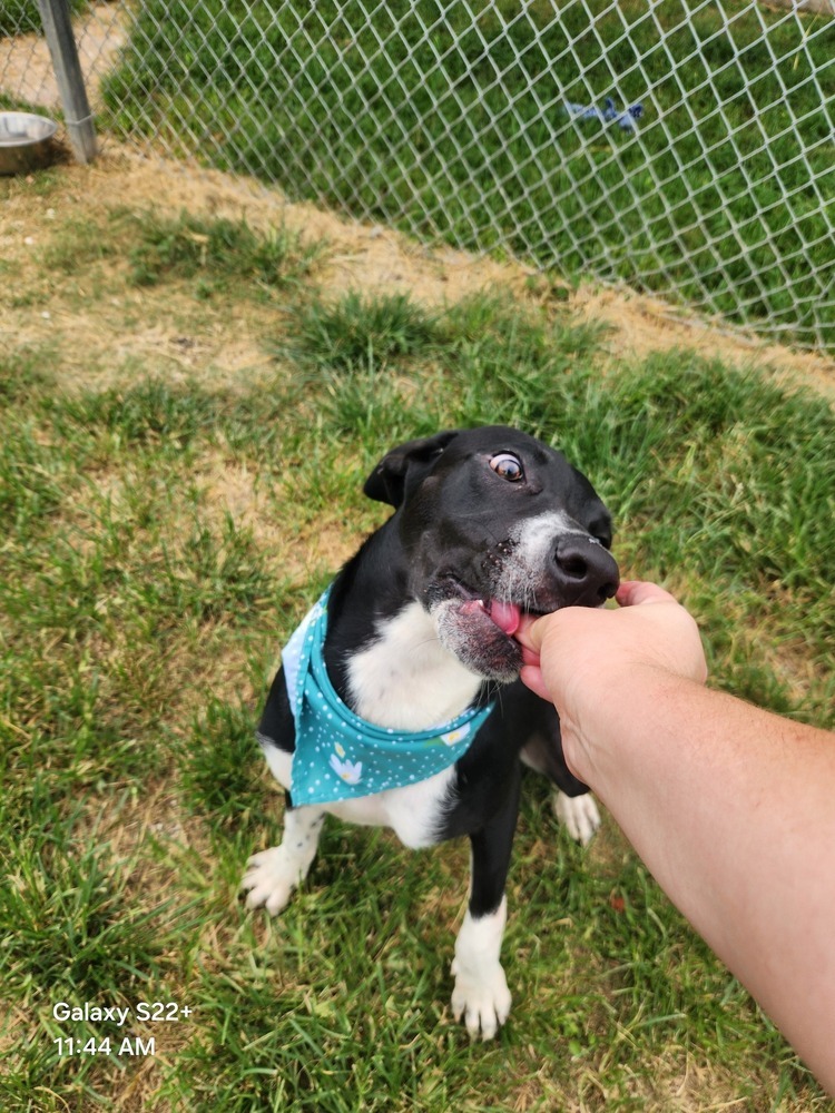 Trixie Pixie #BAC-A-138500, an adoptable Labrador Retriever in Halifax, NS, B3J 3A5 | Photo Image 3