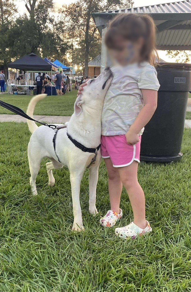 Griffin #BAC-A-138527, an adoptable Husky in Halifax, NS, B3J 3A5 | Photo Image 2