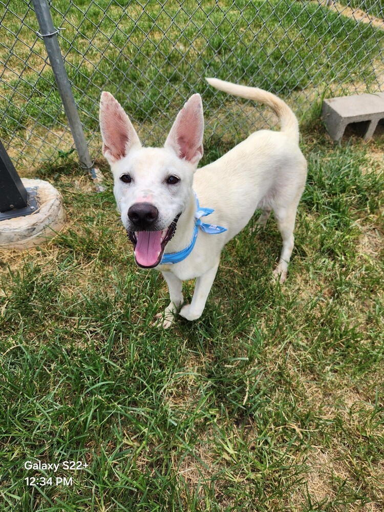 Griffin #BAC-A-138527, an adoptable Husky in Halifax, NS, B3J 3A5 | Photo Image 3