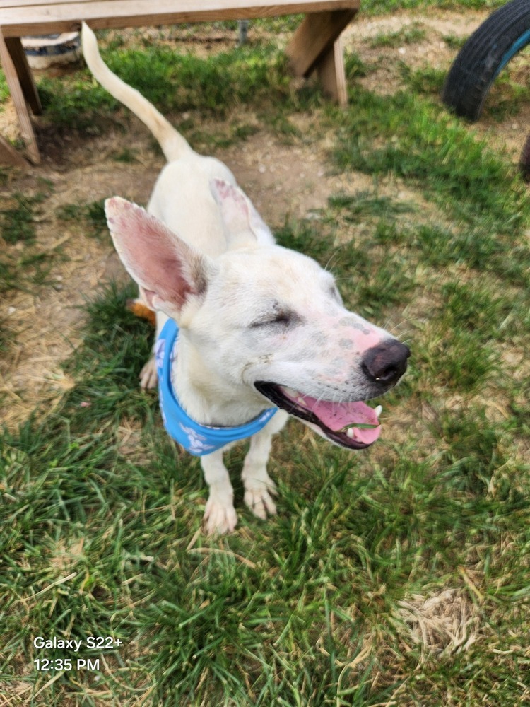Griffin #A138527, an adoptable Husky in Halifax, NS, B3J 3A5 | Photo Image 4